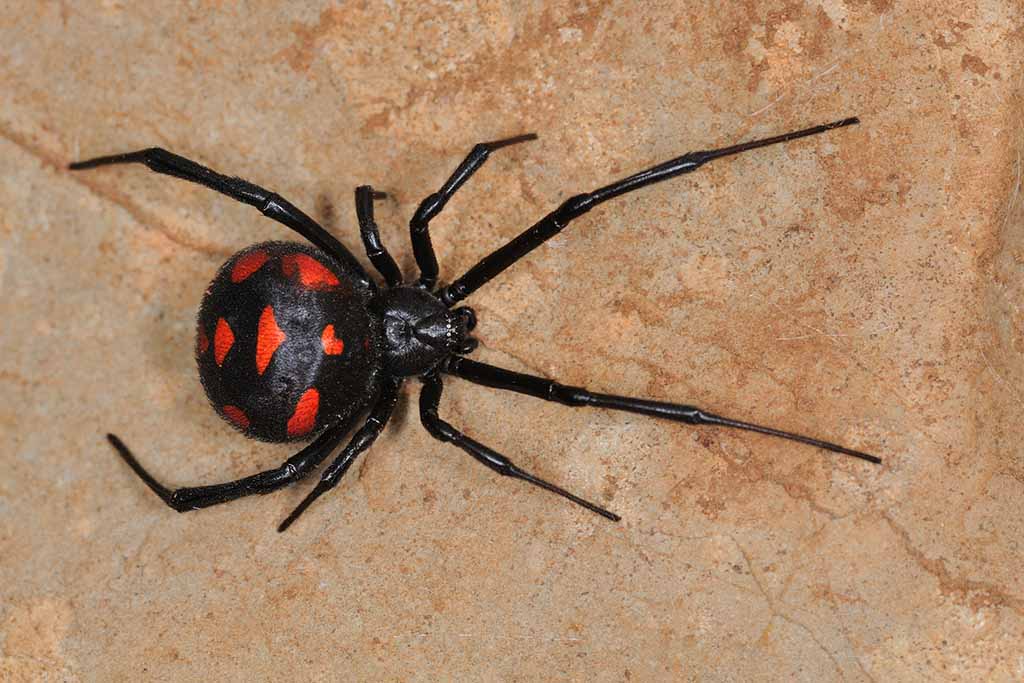 Black widow spider facts, Latrodectus spiders venom & bite