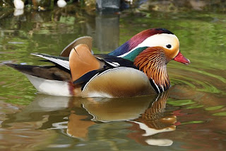 Parece una bella obra de arte *El Pato Mandarín* - The Mandarin Duck * (IMAGES)