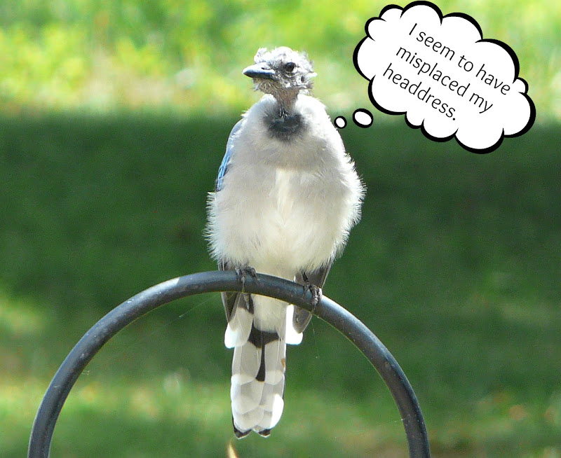 Living Life in PA Blue Jay Reveals Featherless Head