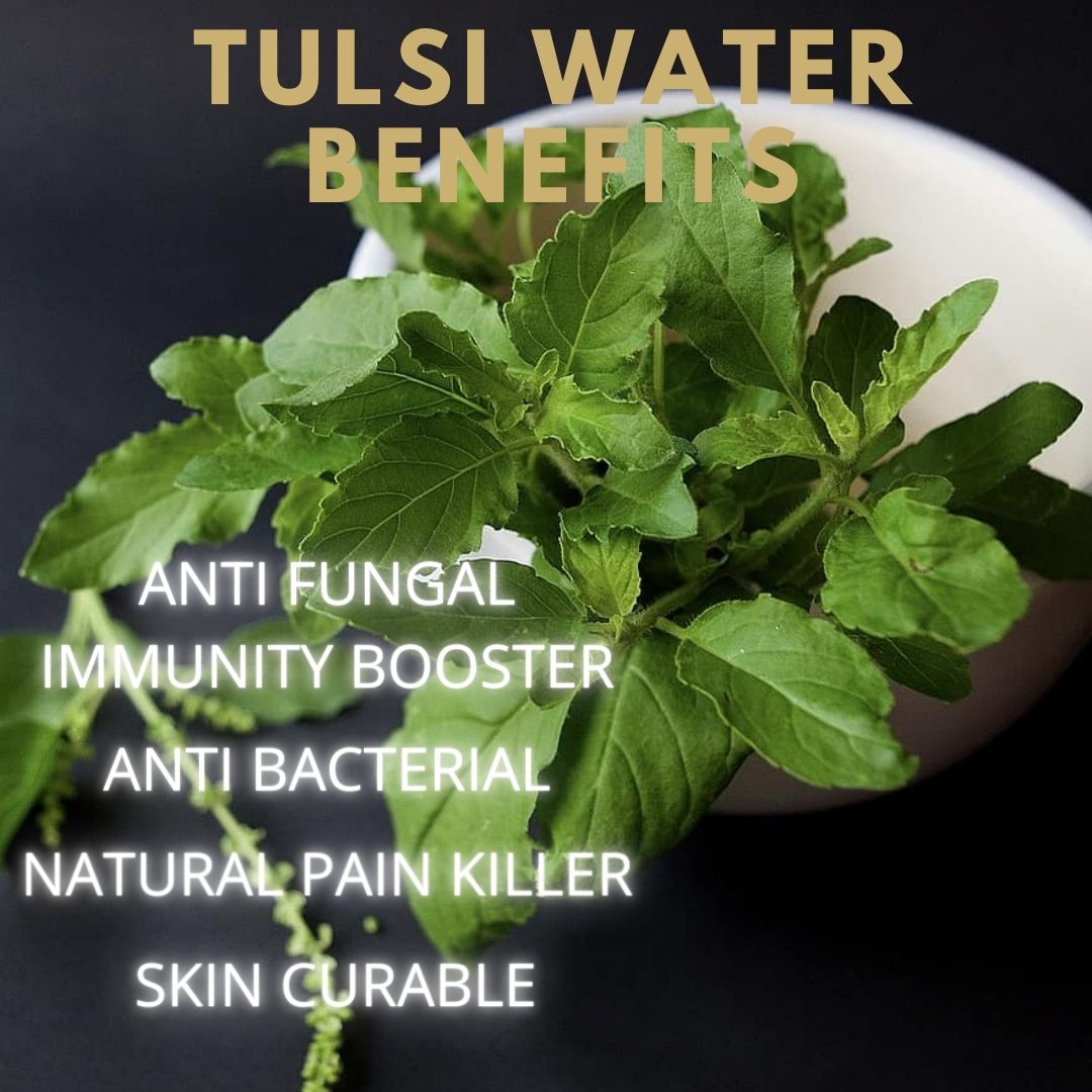 rose water plant in haridwar HOW TO ESTABLISH TULSI WATER PLANT AND