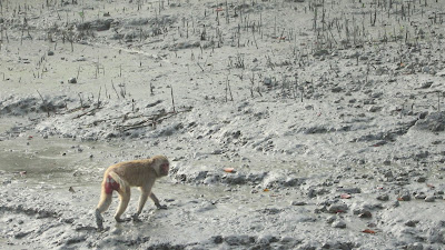 Sundarban Picture