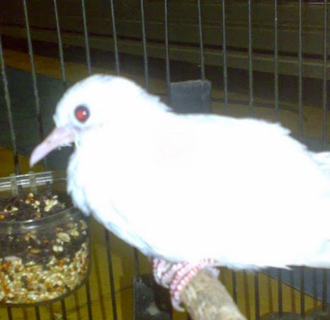 Kiat Sukses Menjalankan Bisnis Ternak Burung Perkutut Putih Mata