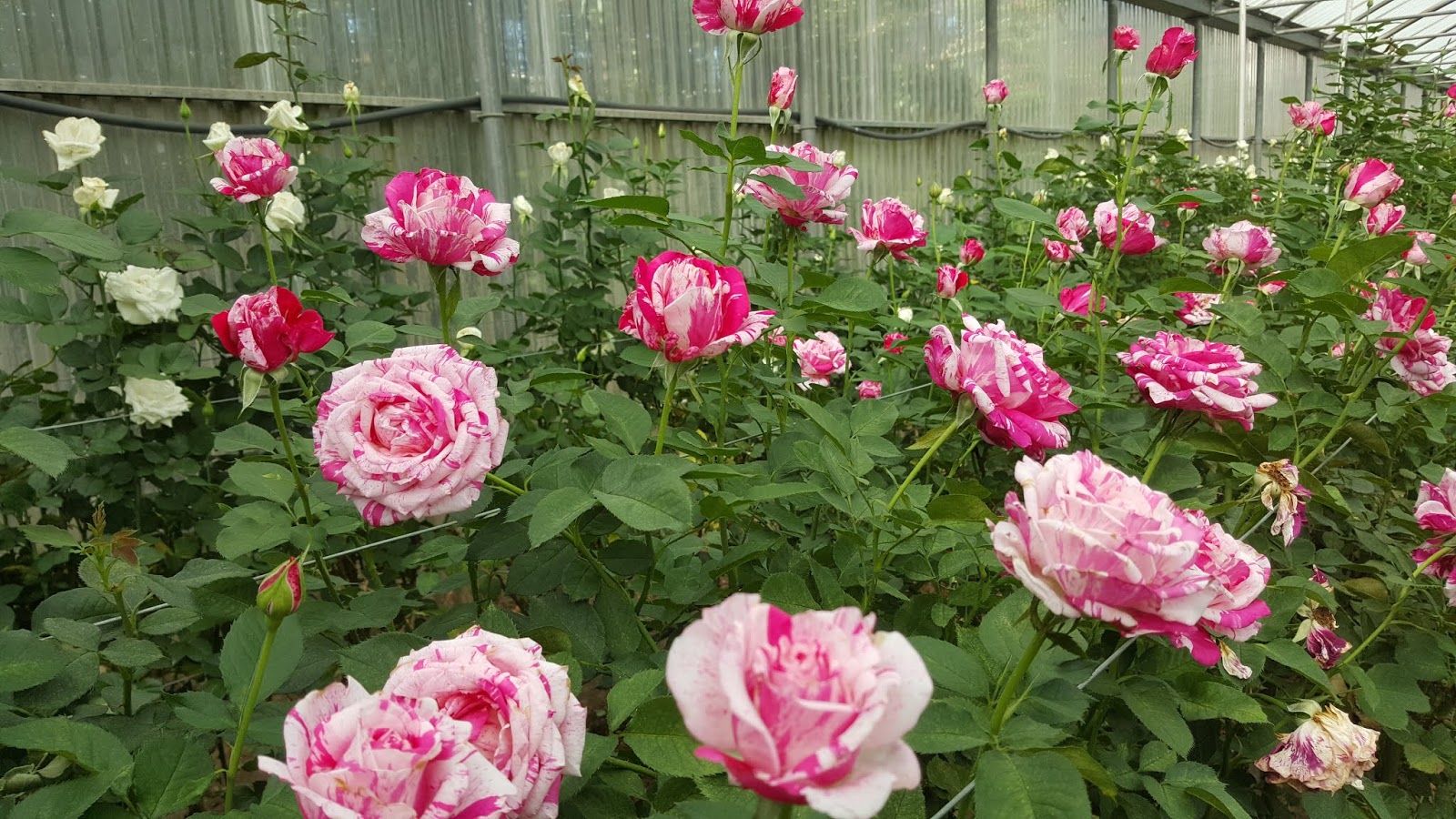 La Passion Des Rosiers A La Pepiniere Fil Roses