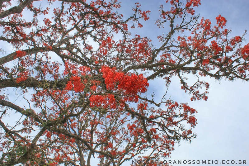 galhos-do-mulungu-erythrina verna-com-flores-vermelhas
