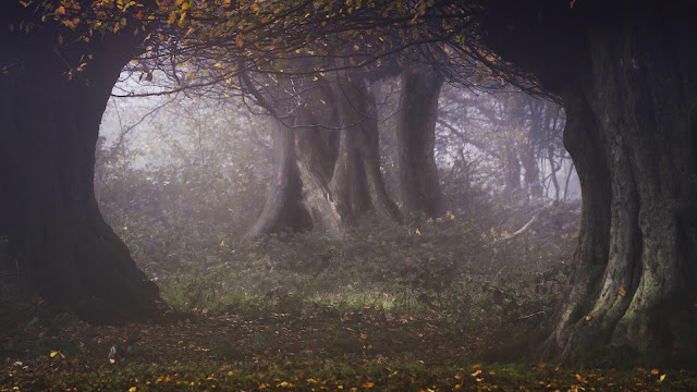 Wallpaper image Night Tree Forest Leaves