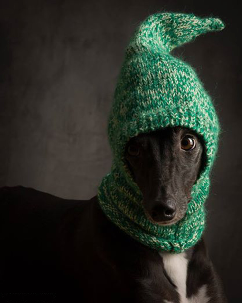 I Have Seen The Whole Of The Dogs In Hats By Paul Croes