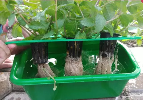 Mengenal sistem tanam hidroponik (Wick, NFT dan DFT) Khusus Pemula Di dunia hidroponik terus terang saya pemula Mengenal sistem tanam hidroponik (Wick, NFT dan DFT) Khusus Pemula