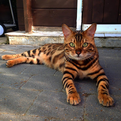 Bengal Cat Behaviour