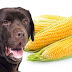 Μπορεί ο σκύλος να φάει καλαμπόκι; 