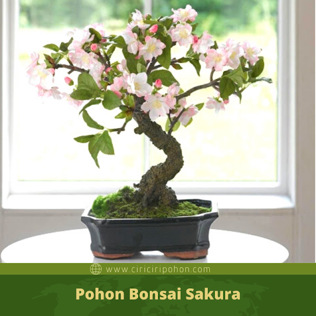 Ciri Ciri Pohon Bonsai Sakura