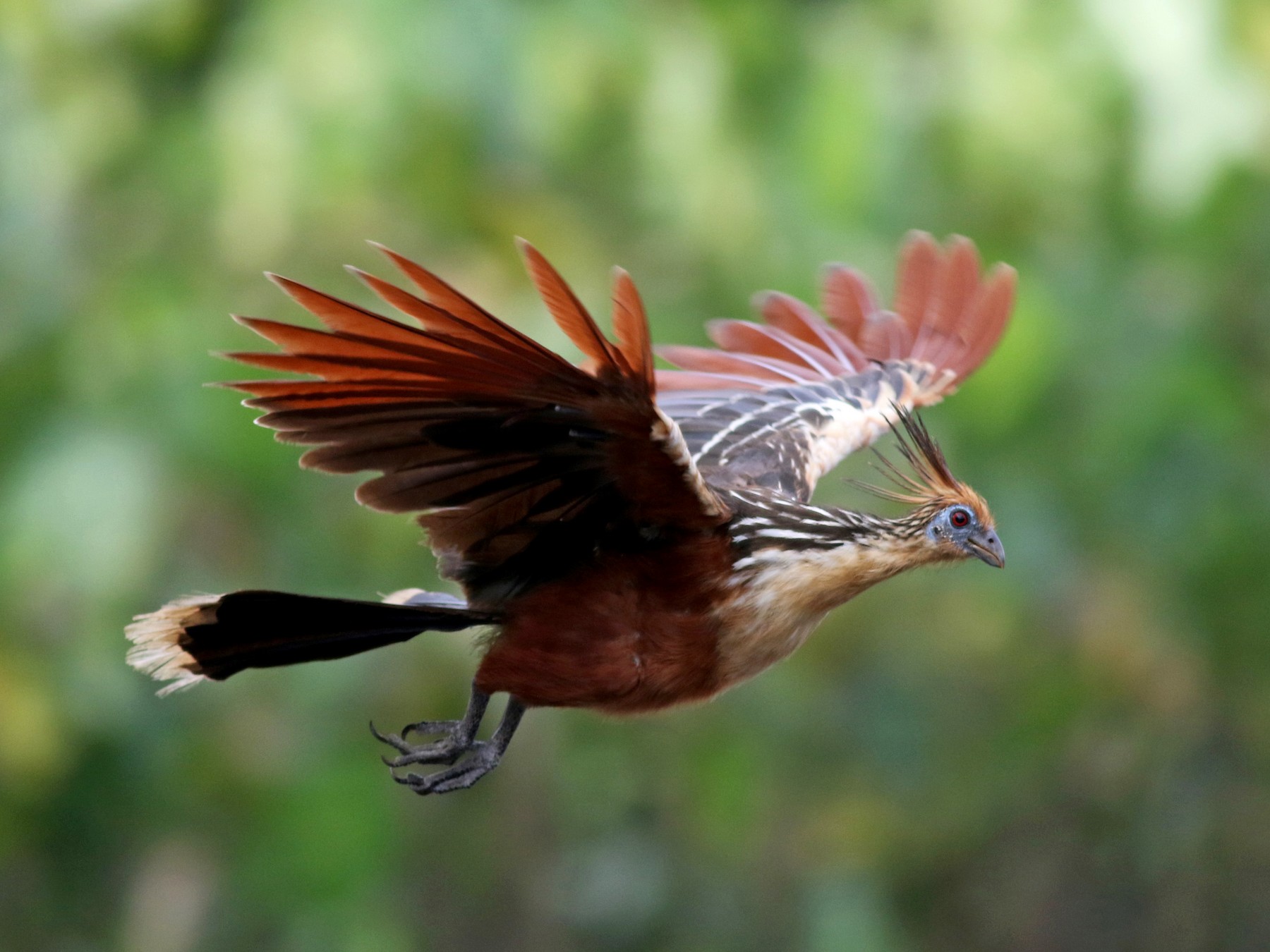 Hoatzin bird, hoazin, skunk or reptile bird facts Funny