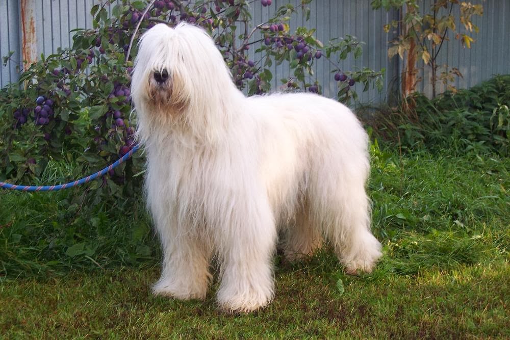 South Russian Ovcharka Pets