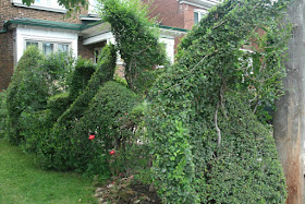 Freeform hedge by garden muses-not another Toronto gardening blog