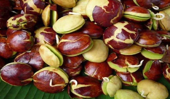 10 Khasiat Jengkol untuk Kesehatan