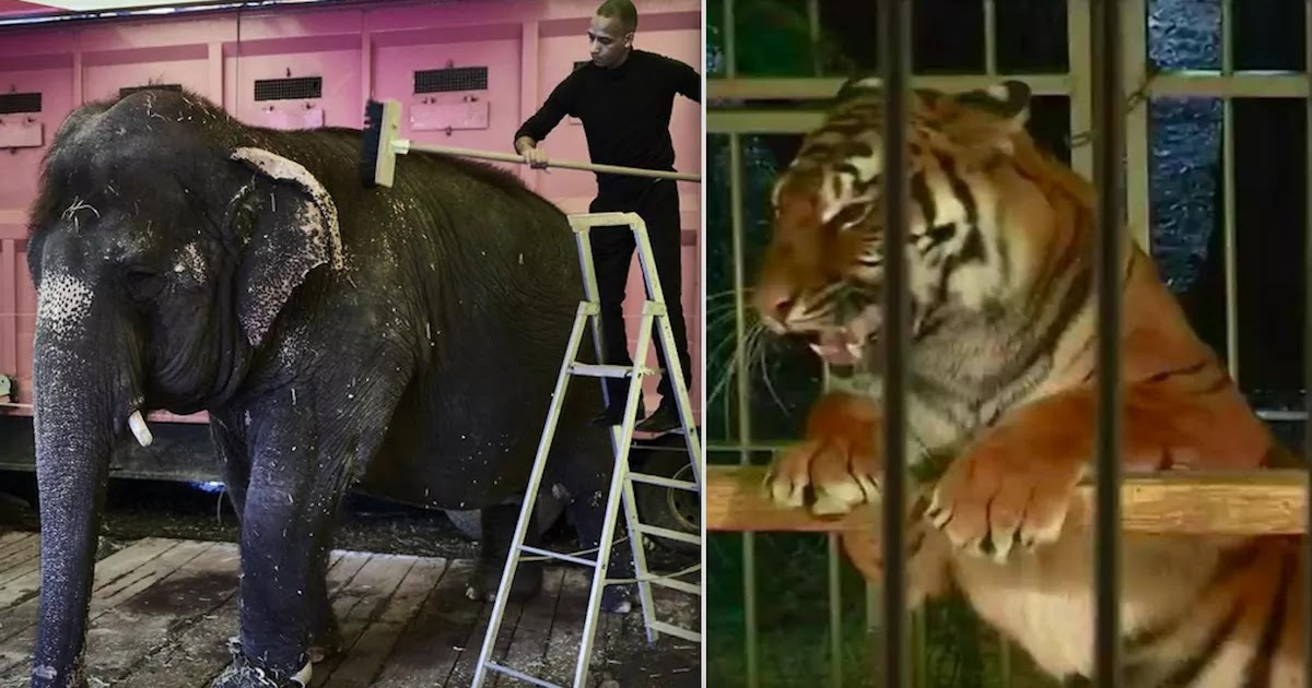 France Says It Will Ban Wild Animals Taking Part In Circuses And Marine Parks Sparking Joy Amongst Wildlife Campaigners