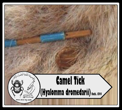 إصابة جمل بالقراد