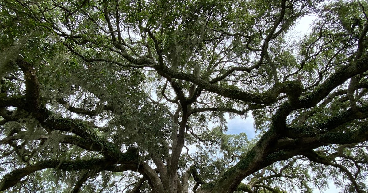 Phillip's Natural World The Largest Live Oak Village Sentinel