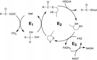 Thiamine Deficiency