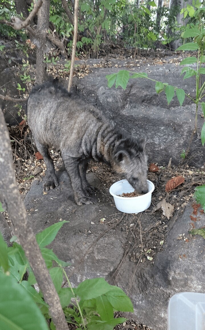 캣맘 몰카에 포착된 길고양이 급식소 훼손한 범인 - 짤티비