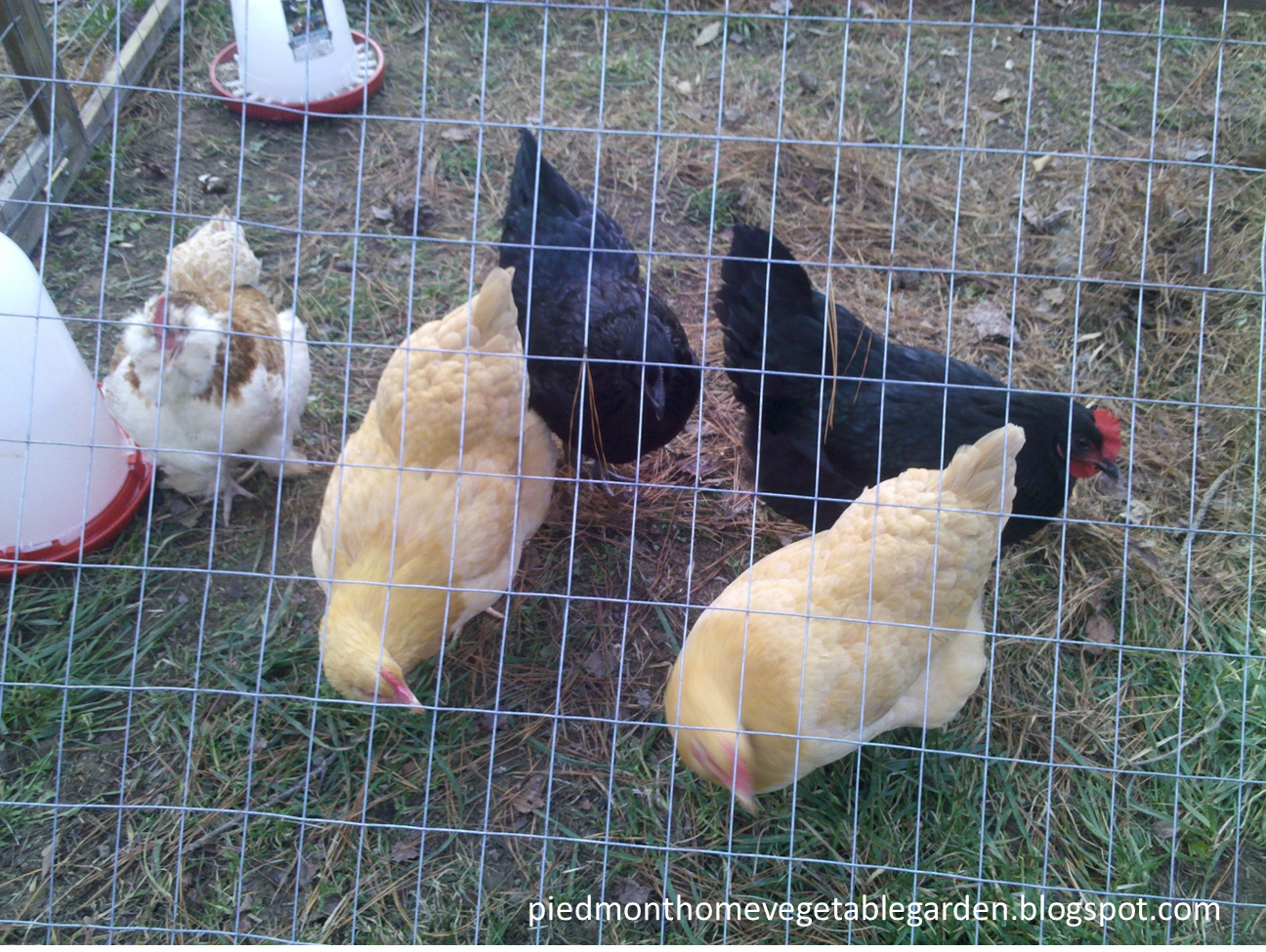 Piedmont Home Vegetable Garden Chicken Chatter Benefits of chickens