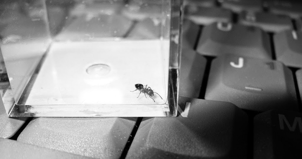 Cara Menghalau Semut Dari Laptop Touch Media Puchong Cara Menghalau Semut Dari Laptop Touch Media Puchong