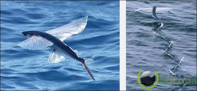 Info Baru 25+ Gambar Hewan Ikan Terbang