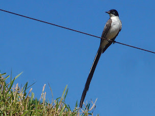 Rare bird in Spain