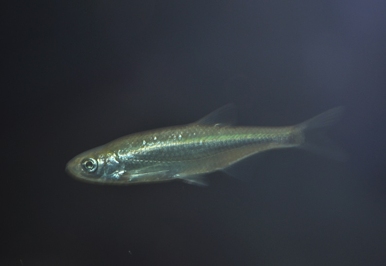 ZOOTOGRAFIANDO (MI COLECCIÓN DE FOTOS DE ANIMALES) ALBORELLA