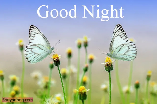 Good Night Flowers and Butterfly Good Night Flowers and Butterfly