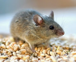 chicken coops attract rats 3