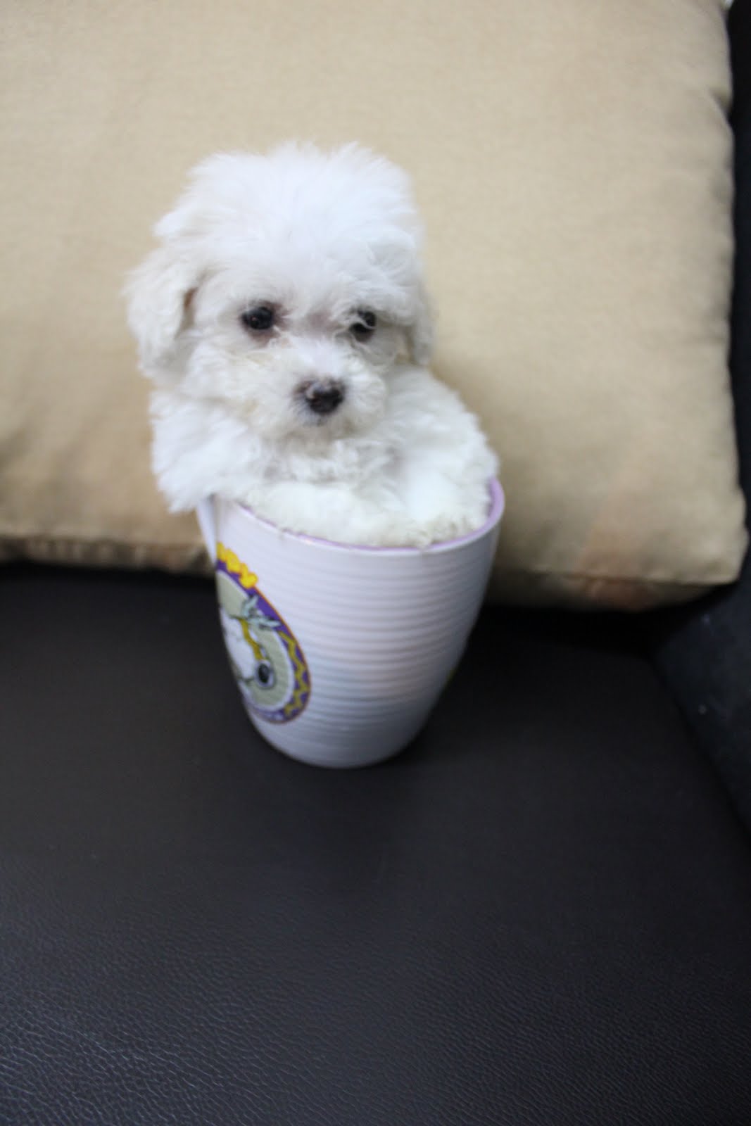 Loving Pets Garden White Tea Cup Poodle For Sales RM1580 (SOLD)