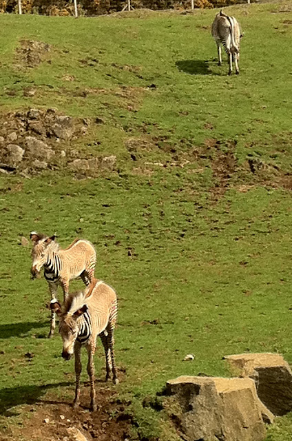 Edinburgh Zoo | A Little Further North