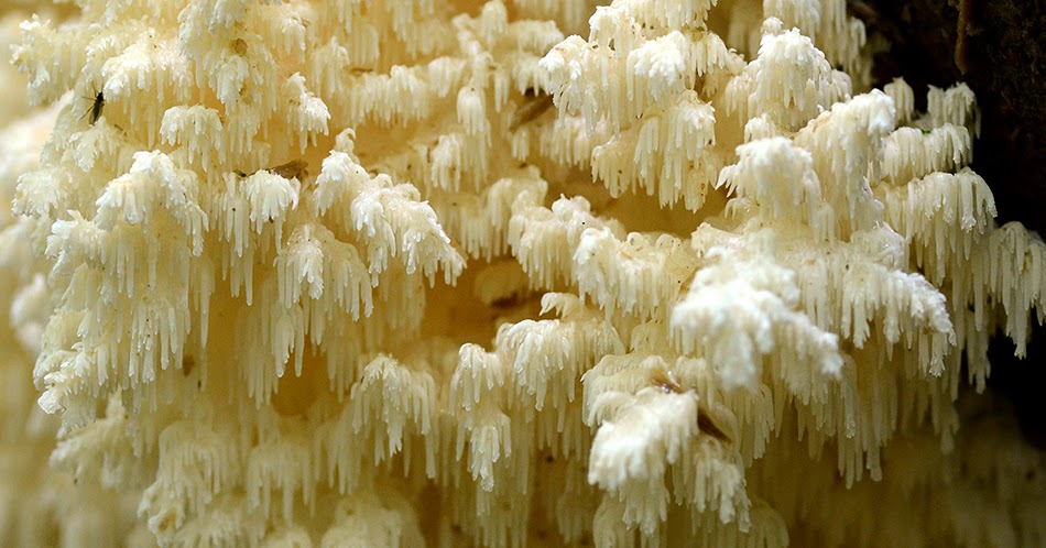 OBRAZY NATURY Soplówka bukowa (Hericium coralloides)