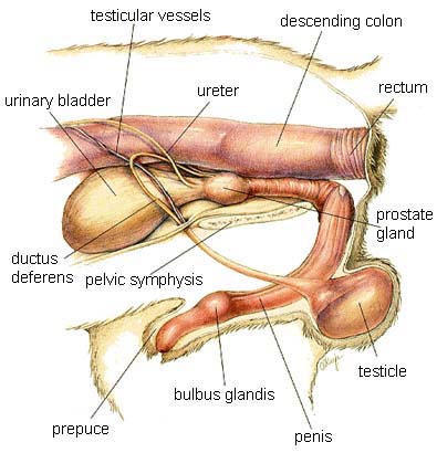 Male Cat Sex Organs 82