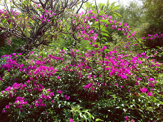 Sweet Pinky Bougenville Flowers in the Garden At Pemuteran Village North Bali