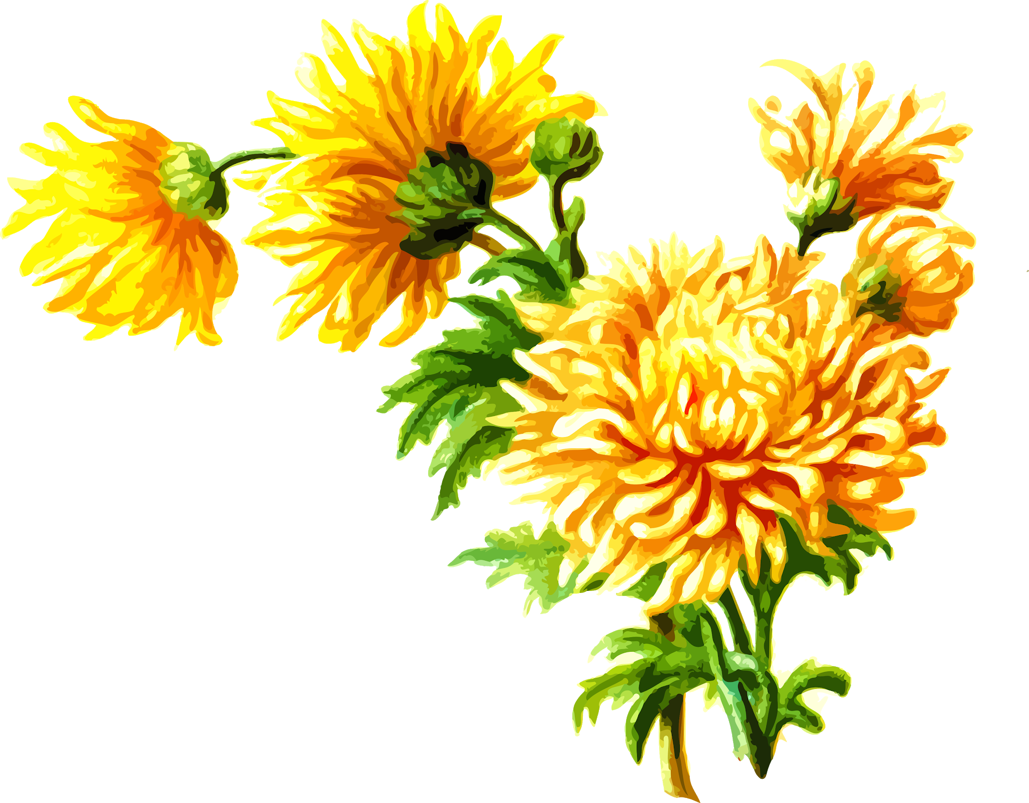 Clip Art: Flowers on a transparent background