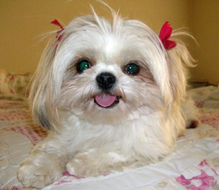 Funny Shih Tzu | Cute Puppies Wallpaper | And Pictures | | Funny And