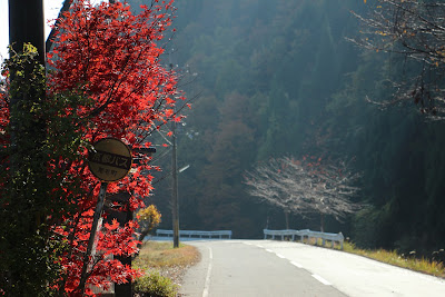 尾花町バス停　紅葉が美しい