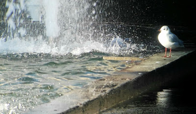 Chroicocephalus ridibundus, Puente Segovia, Madrid Río, Gaviota reidora