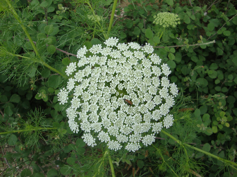 fractal...??? ...στα Ελληνικά λέγεται μορφόκλασμα ή μορφοκλασματικό σύνολο...!!!