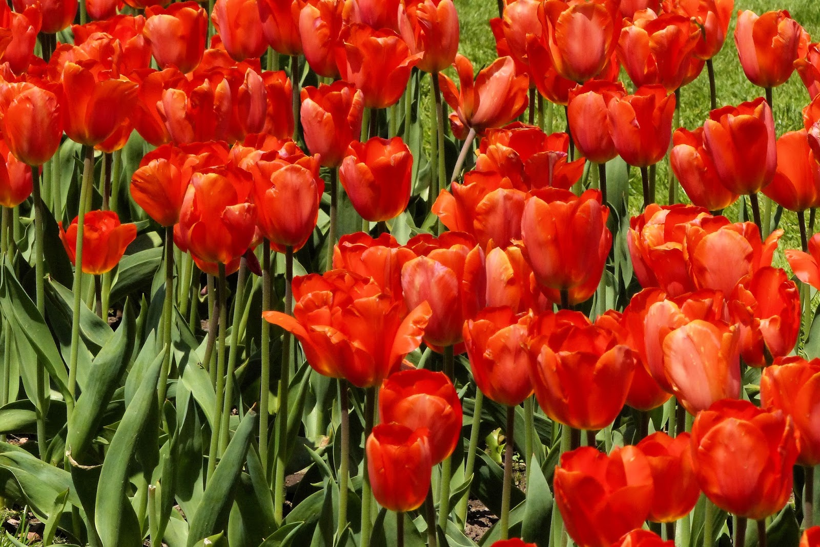 boston-photos-boston-public-garden