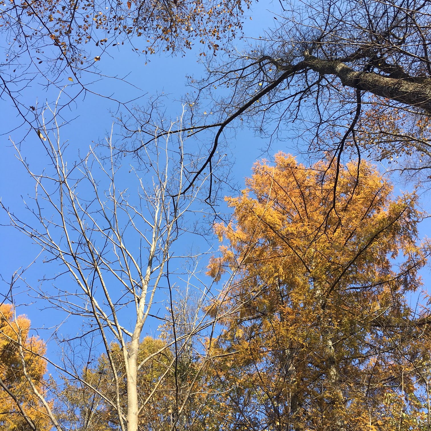 Team7japan Staffblog さくらんぼの種がつまった 自然素材の湯たんぽ