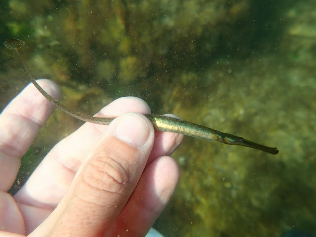 Syngnathus typhle Syngnathus typhle