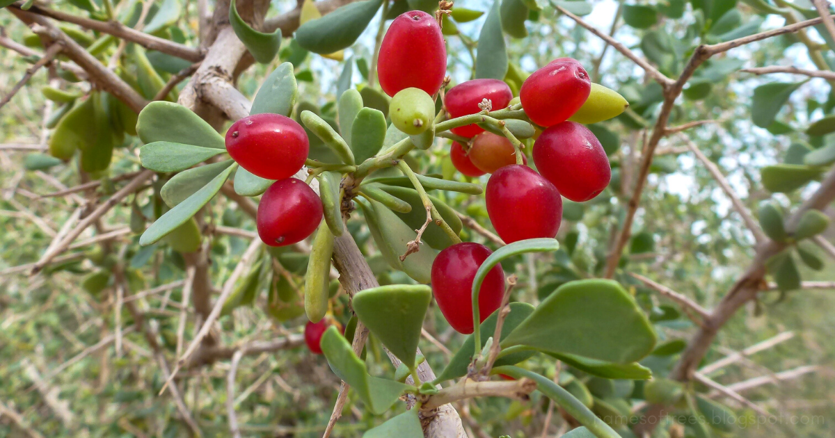 Characteristics Of Gharqad Tree Nitraria Retusa In The Wild Names Of Trees