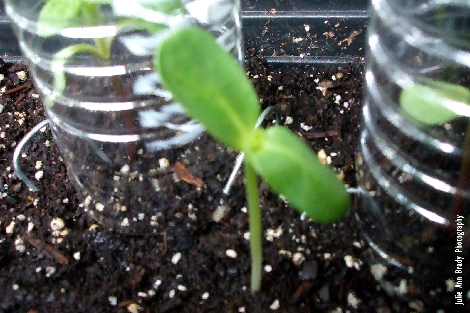 Julie Ann Brady Blog On Russian Mammoth Sunflowers