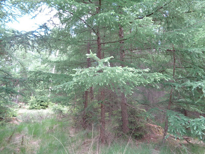 Lariks project van 6 en 7 juni 2015