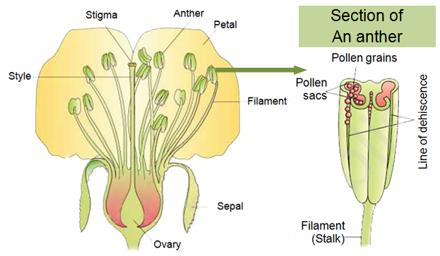 Welcome to the Living World: Sexual Reproduction in Flowering Plants