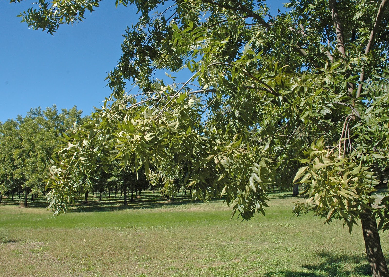 Northern Pecans A tree can produce too many pecans