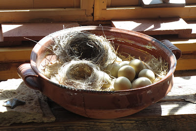 Bird nest and eggs