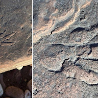 Seorang Kanak-Kanak Menemui Fosil Tapak Kaki Dinosaur Berusia 215 Juta Tahun